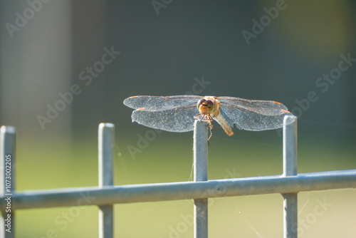 a dragonfly sunbathing on a fence