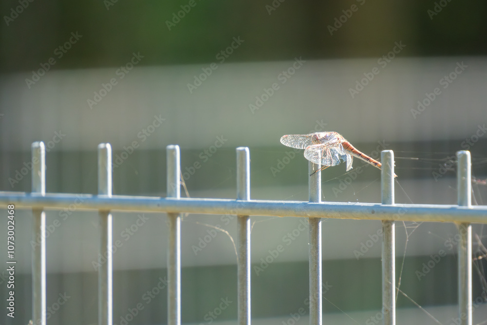 a dragonfly sunbathing on a fence