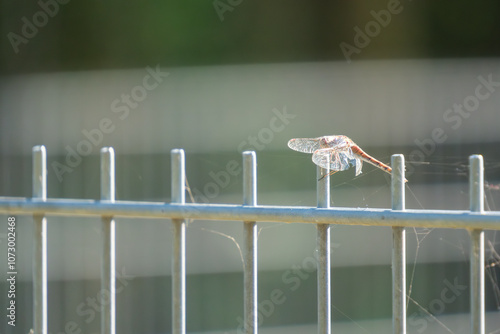Obraz na płótnie a dragonfly sunbathing on a fence w salonie