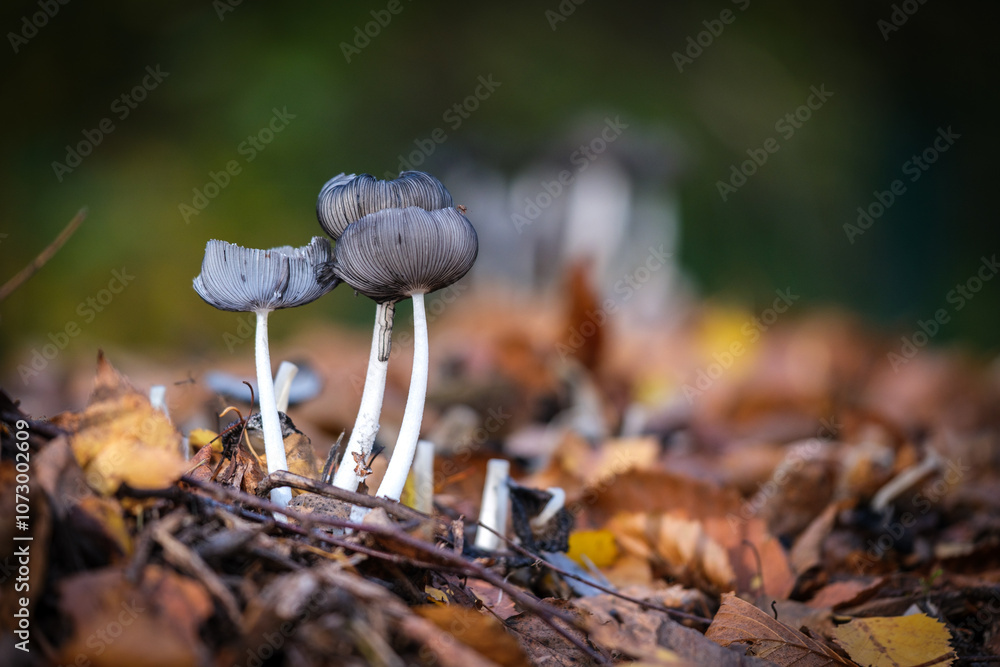 a group of small black mushrooms on the forest floor in autumn