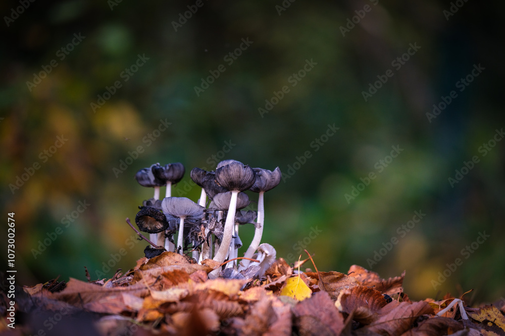 a group of small black mushrooms on the forest floor in autumn