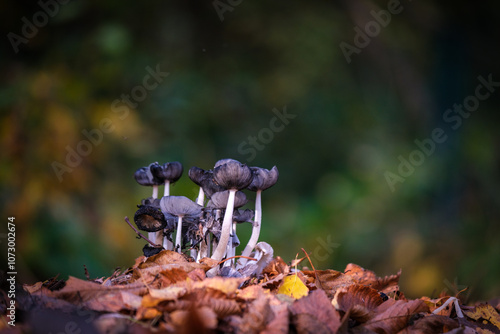 Obraz na płótnie a group of small black mushrooms on the forest floor in autumn w salonie
