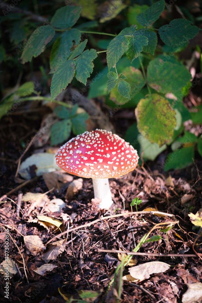 a close-up of a fly agaric in autumn