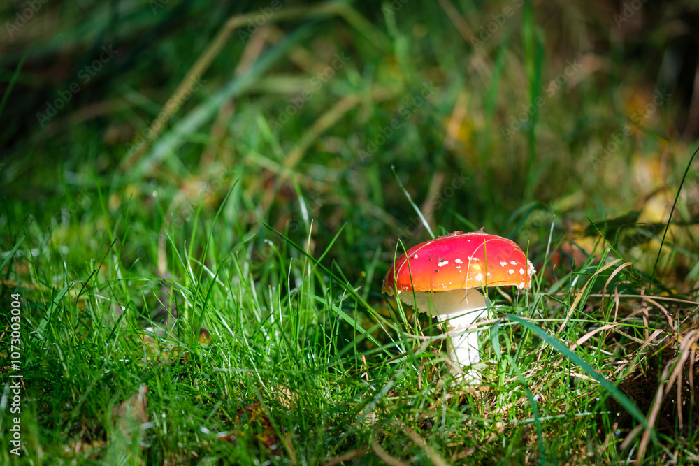 a close-up of a fly agaric in autumn