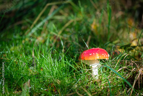 Obraz na płótnie a close-up of a fly agaric in autumn w salonie