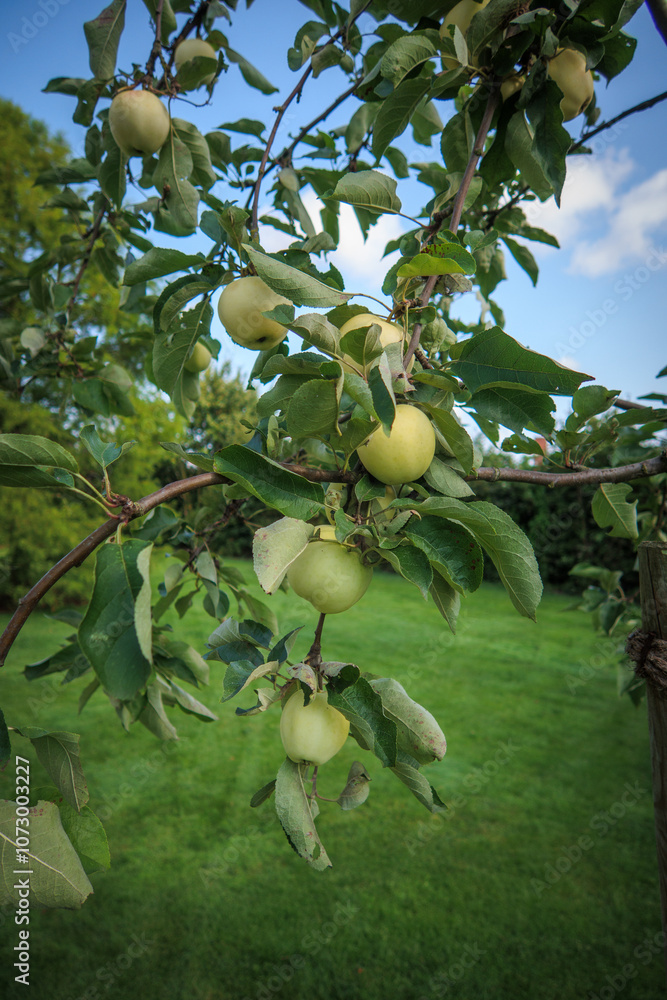 Yellow apples ripen on an apple tree