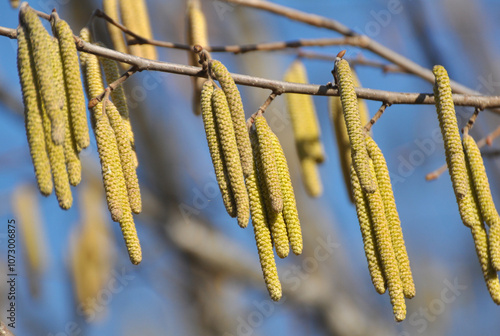 In the spring, hazel (Corylus avellana) blooms in the forest