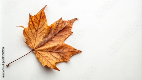 A single, dried maple leaf on a plain white background, showcasing the delicate veins and intricate detail of the leaf's structure.