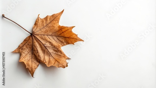 A solitary, dried maple leaf rests on a pristine white surface, its intricate veins and delicate brown hues showcased against the stark backdrop.