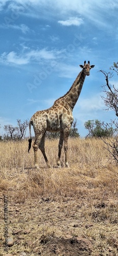 giraffe in the wild