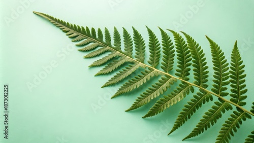 A single fern frond against a soft green background, showcasing the delicate intricate beauty of nature