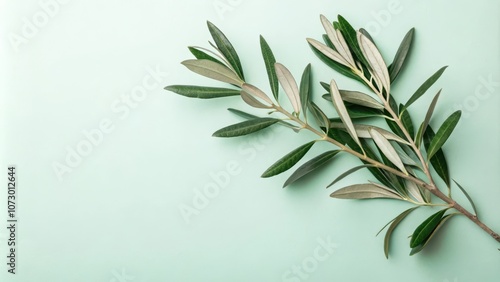 A sprig of olive leaves with a soft green backdrop, showcasing nature's simplicity and elegance.