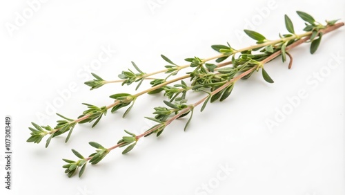 A sprig of fresh thyme with delicate green leaves and reddish stems isolated on a white background photo