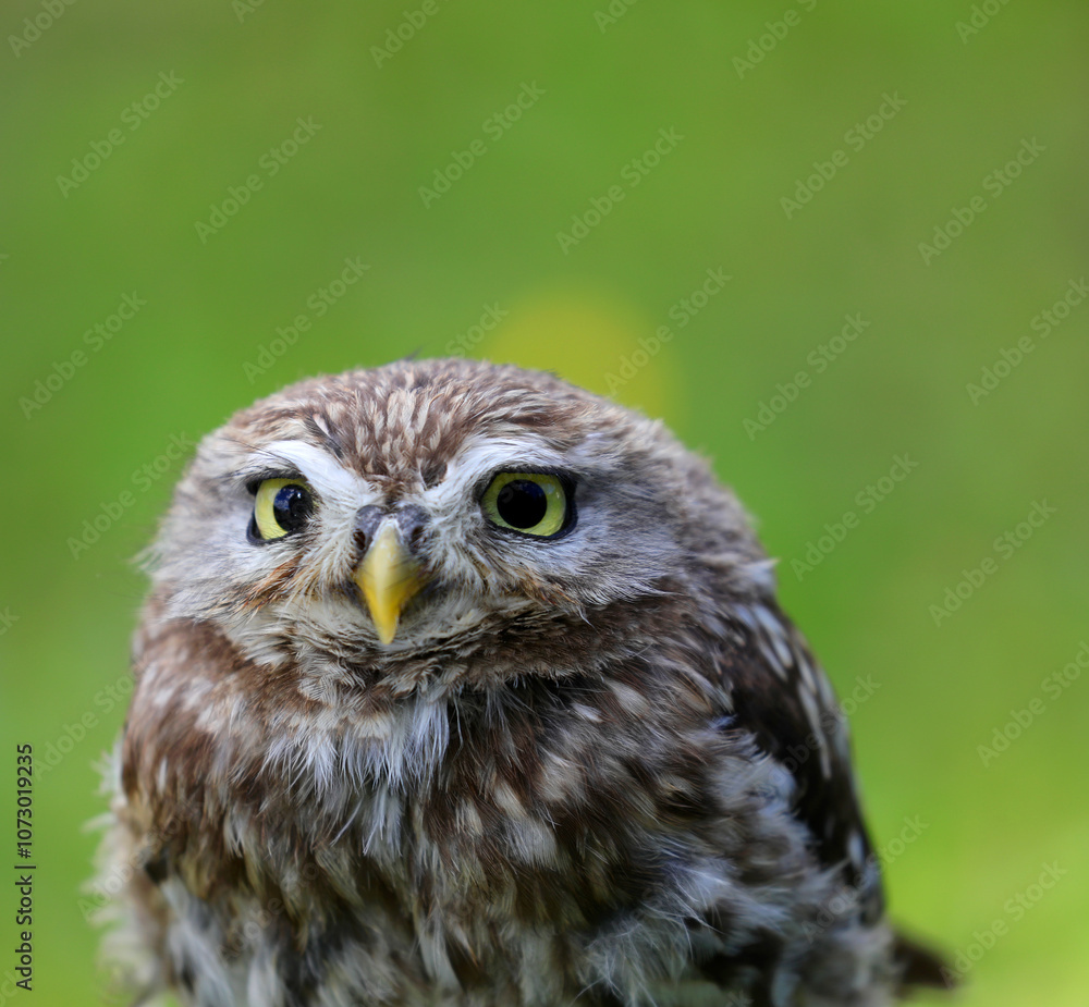 slightly cross-eyed owl eyes with a yellow beak and a blurry green background slightly cross-eyed owl eyes with a yellow beak and a blurry green background
