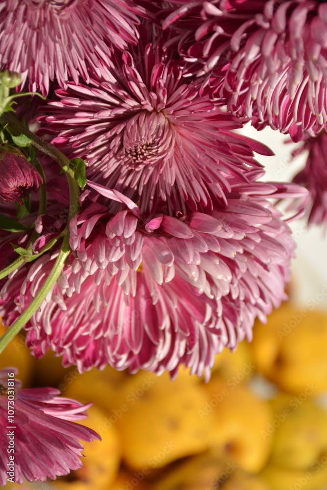 Pink large chrysanthemums and quince on a blurry background Pink large chrysanthemums and quince on a blurry background