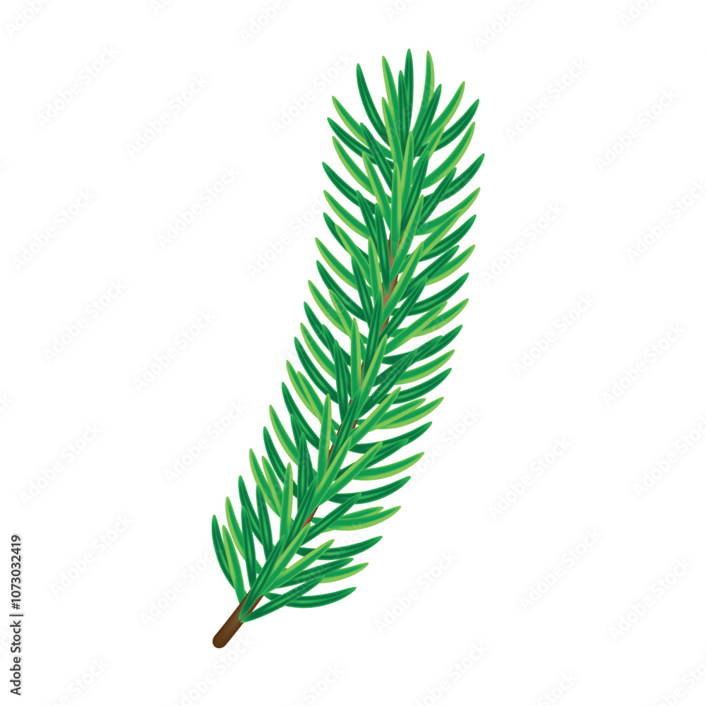 Beautiful thick pine branch on white background, flat vector, isolate on white Beautiful thick pine branch on white background, flat vector, isolate on white