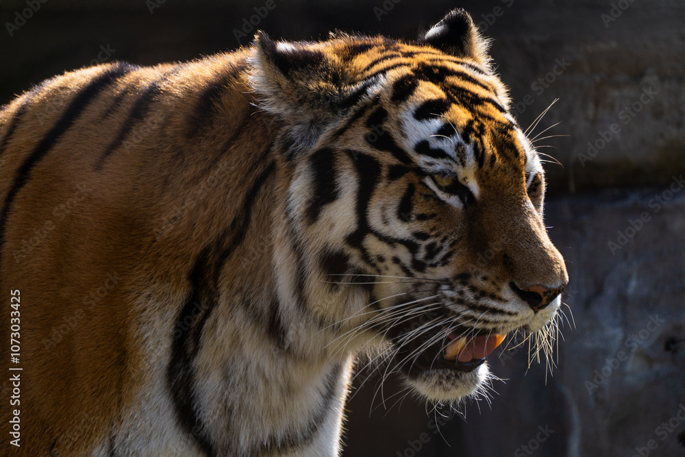 Fototapeta premium View of the Siberian tiger in the zoo