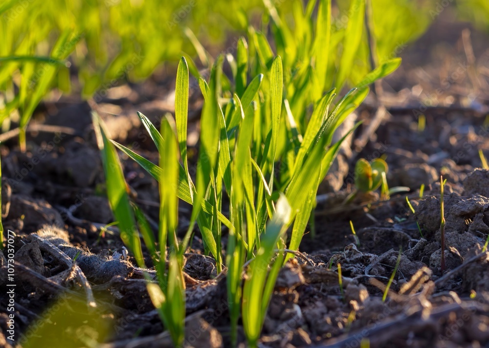 Winter sprouts close-up. Young stalks of rye Winter sprouts close-up. Young stalks of rye