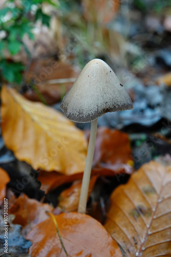 Close-up on a Conical Brittlestern mushroom Psathyrella conopilus photo