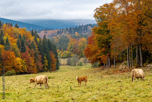 Eine herbstliche Fahrradtour durch den Thüringer Wald auf dem Mommelstein Radweg zwischen Schmalkalden und Brotterode - Thüringen - Deutschland photo