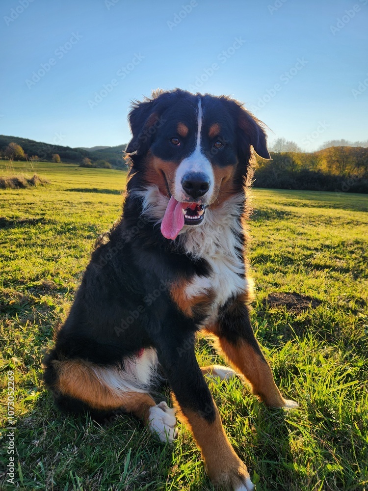 cute male bernese mountain dog on the field cute male bernese mountain dog on the field