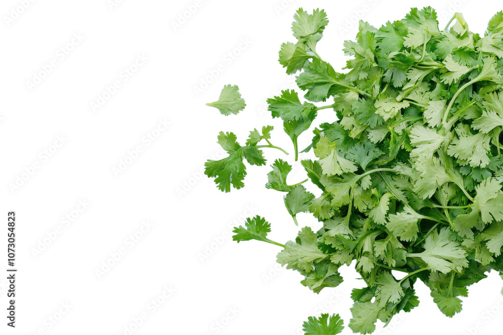 Fresh green coriander leaves isolated transparent background on transparent background Fresh green coriander leaves isolated transparent background on transparent background