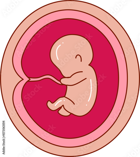Human embryonic development illustration 