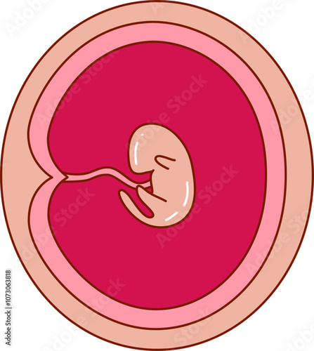 Human embryonic development illustration 