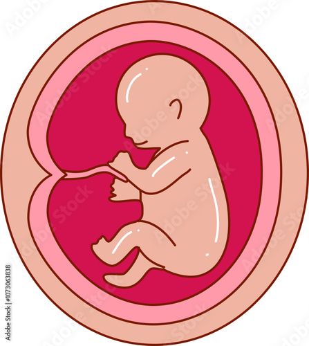 Human embryonic development illustration 