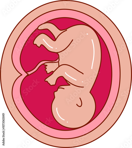 Human embryonic development illustration 