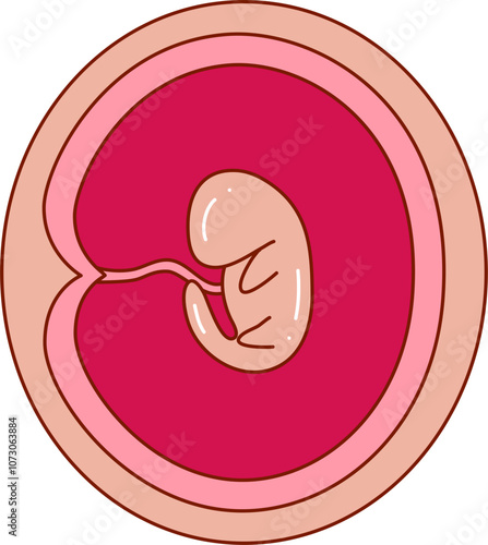 Human embryonic development illustration 