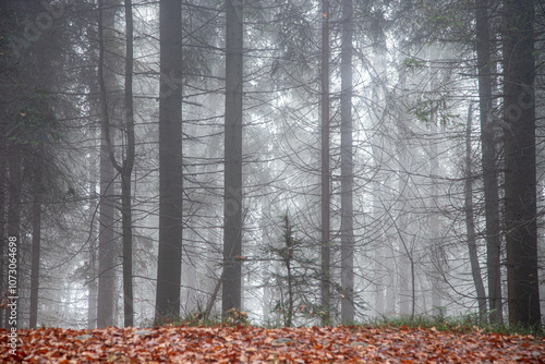 Fototapeta Naklejka Na Ścianę i Meble -  Foggy forest