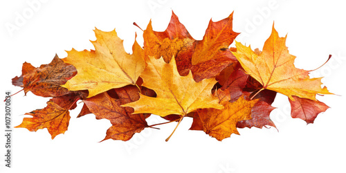 Autumn maple leaves pile isolated transparent background on transparent background