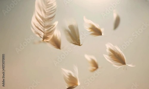 Elegant Soft Feathers Falling Gracefully in Gentle Breeze