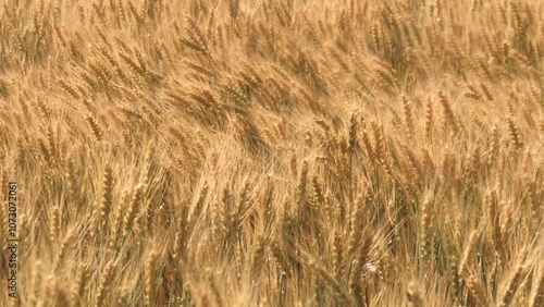 ears wheat field sky summer farm. griculture. farming. Ears golden wheat close-up. Rural scenery wheat field. Agricultural industry. field. environmentally friendly grain. eco friendly wheat farm. photo