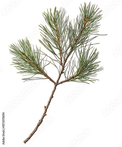 Close-up of a pine tree branch with lush green needles. Isolated on transparent white background, png