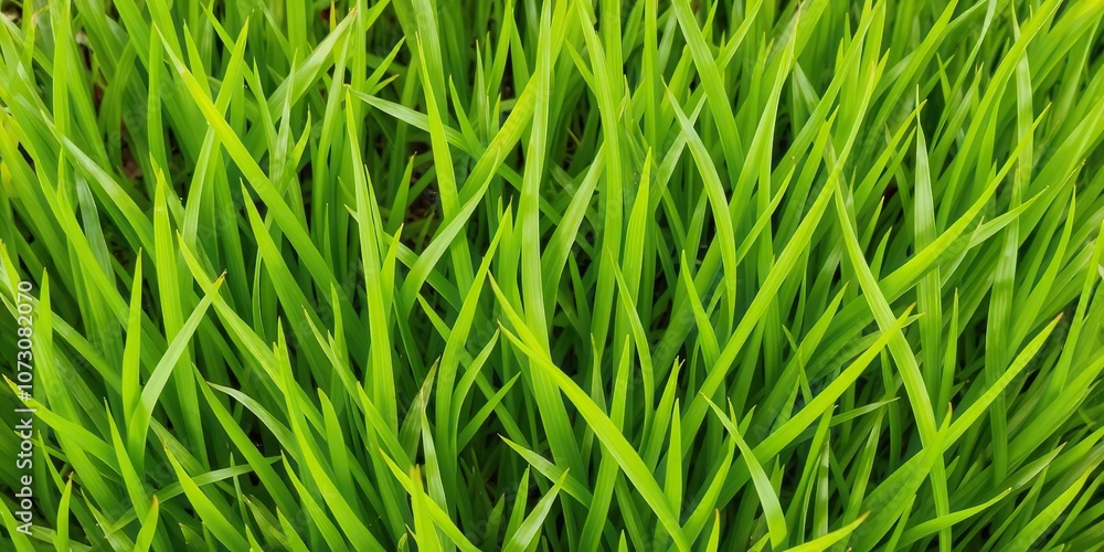 Vibrant green grass background with fresh blades, perfect for nature or eco-themed designs, background, eco, blades Vibrant green grass background with fresh blades, perfect for nature or eco-themed designs, background, eco, blades