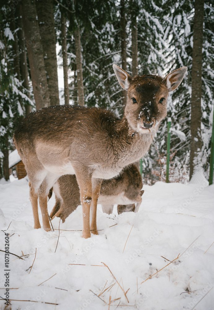 Young Deer Exploring Snow in a Winter Forest with Snow-Covered Trees Young Deer Exploring Snow in a Winter Forest with Snow-Covered Trees