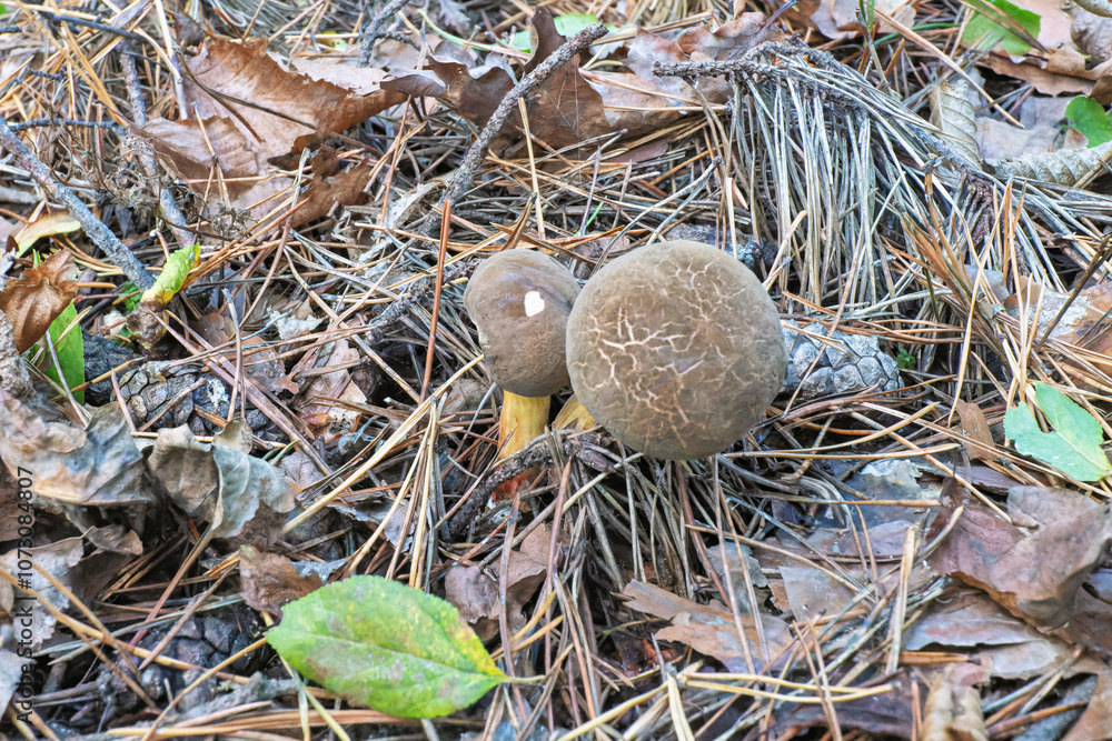 mushrooms and dry leaves in the autumn forest mushrooms and dry leaves in the autumn forest
