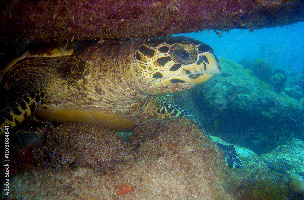 Obraz premium a sea turtle on a reef in the caribbean sea