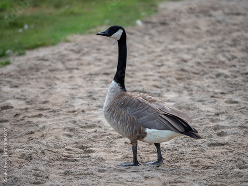 anada goose (Branta canadensis), or canadian goose, wild goose with black and white head and neck standing near the water in grass.
