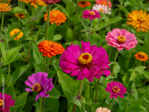 Multicolor blooming front garden. Outdoor summer gardening. Multi-colored flower bed in the park. Lots of beautiful summer flowers. Lush bright flowering in the garden.