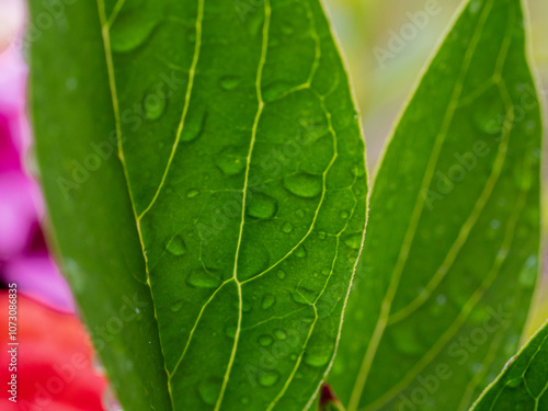 Multicolor blooming front garden. Outdoor summer gardening. Multi-colored flower bed in the park. Lots of beautiful summer flowers. Lush bright flowering in the garden.