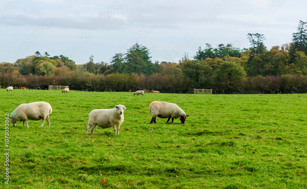 Sheep grazing in a field with nearest on looking directly at the camera Sheep grazing in a field with nearest on looking directly at the camera