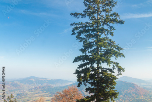 Fototapeta Naklejka Na Ścianę i Meble -  Poland, Europe, Central Europe, Malopolska, Beskid Wyspowy Mountains, spruce tree, Mszana Dolna and Lubogoszcz