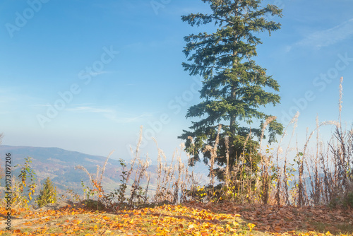 Fototapeta Naklejka Na Ścianę i Meble -  Poland, Europe, Central Europe, Malopolska, Beskid Wyspowy Mountains, spruce tree, Mszana Dolna and Lubogoszcz