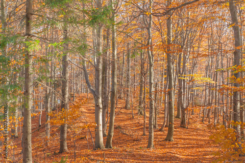 Fototapeta Naklejka Na Ścianę i Meble -  Poland, Europe, Central Europe, Malopolska, Beskidy Mountains, common beech forest after leafdrop, autumn