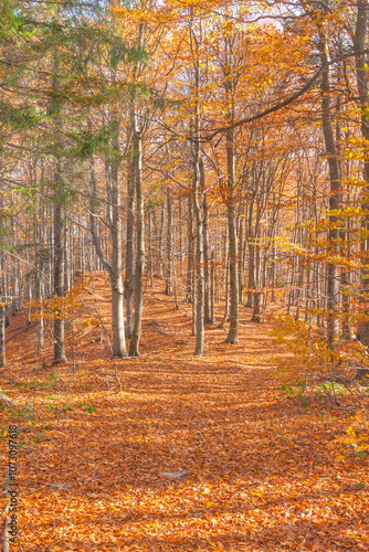 Fototapeta Naklejka Na Ścianę i Meble -  Poland, Europe, Central Europe, Malopolska, Beskidy Mountains, common beech forest after leafdrop, autumn