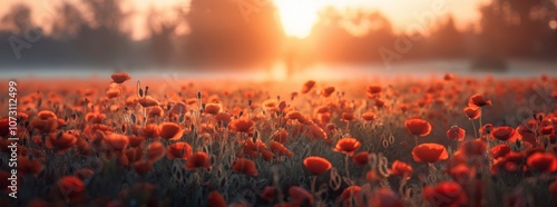 field of poppies at sunrise, beautiful summer landscape with red flowers in the meadow, vibrant background with morning sun rays and misty air