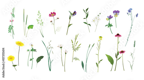 Plantain, lungwort, flax, echinacea, ragweed, field pea, grass spikelets, rapeseed, barbarea, doronicum, chickweed, chamomile, forget-me-not, cosmos flower. Wild plants realistic isolated drawings set